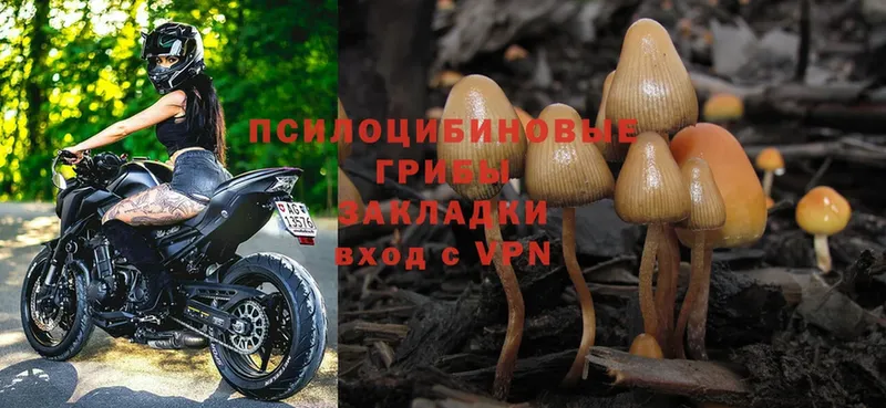 Псилоцибиновые грибы Cubensis  Заволжье 